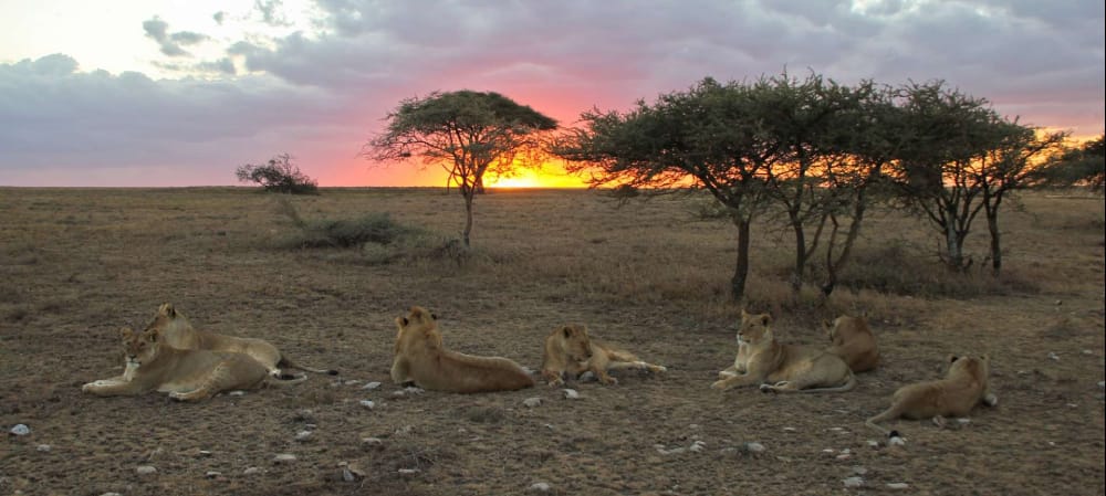 lion pride at sunset