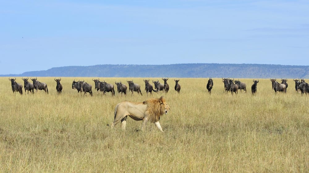 lion stalks wildebeest great migrations safari northern serengeti