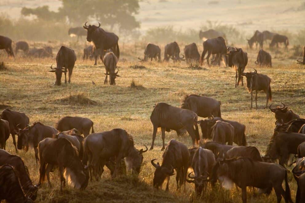 The Loita Migration of wildebeest in Kenya.