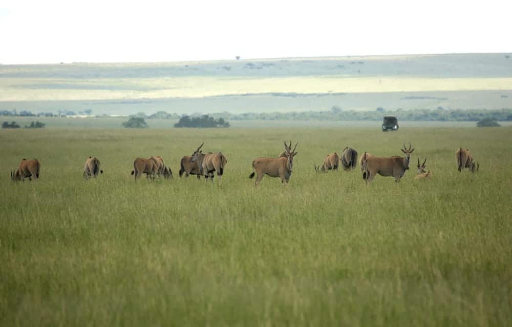 kenya safari game drive masai mara
