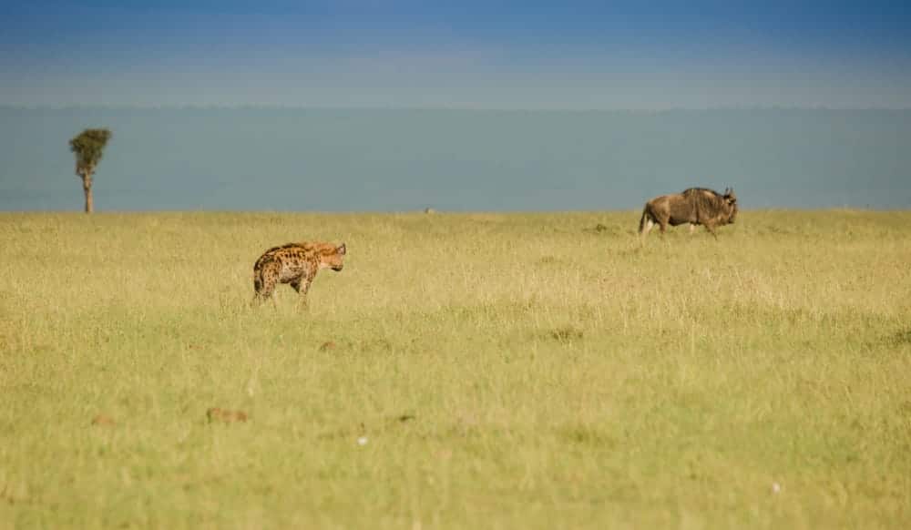 hyena-stalking-wildebeest masai mara safari