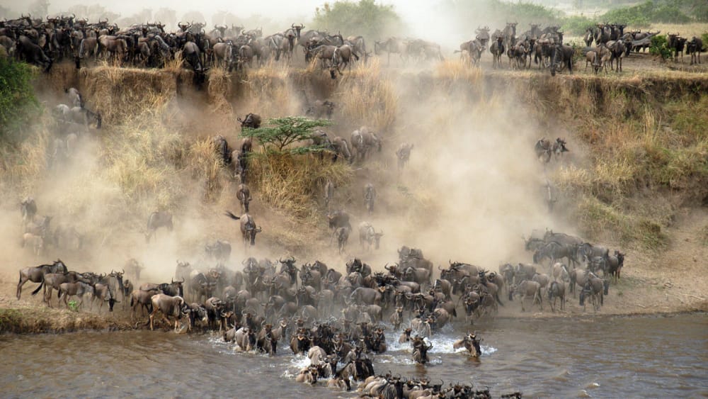 great migration mara river crossings safari