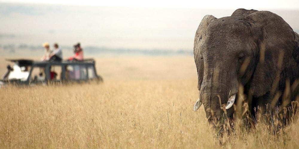 masai mara safari game drive elephant