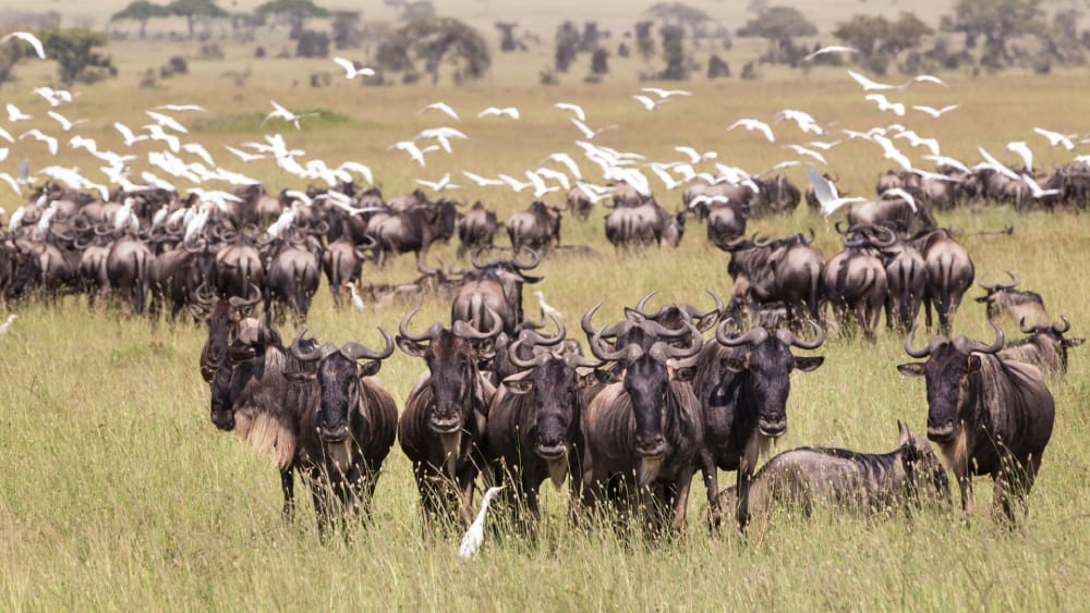 wildebeest in seronera central serengeti