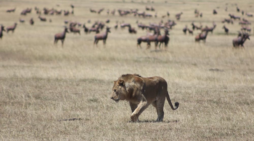 stalking lion big cat safari masai mara