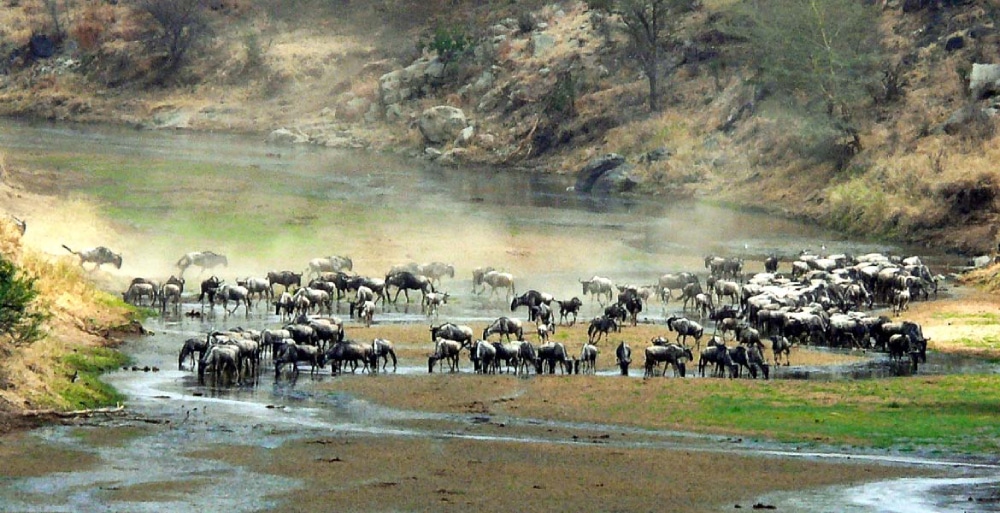 tarangire great wildebeest migration safari