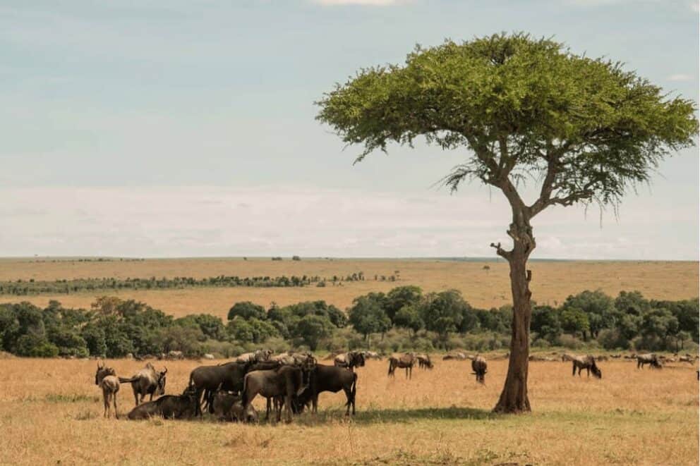 serengeti-migration-safari