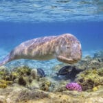 Marine life in Mozambique | Photo credit: AndBeyond Benguerra Island