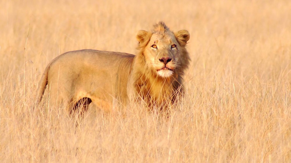 Lion in game park, Mozambqiue.