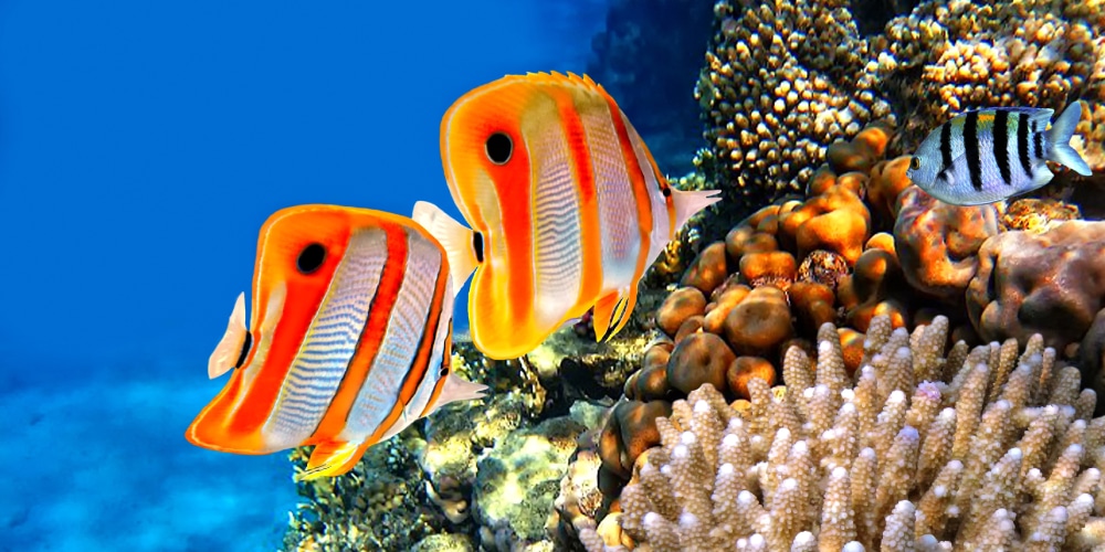 santa marie island coral reef mozambique diving holiday