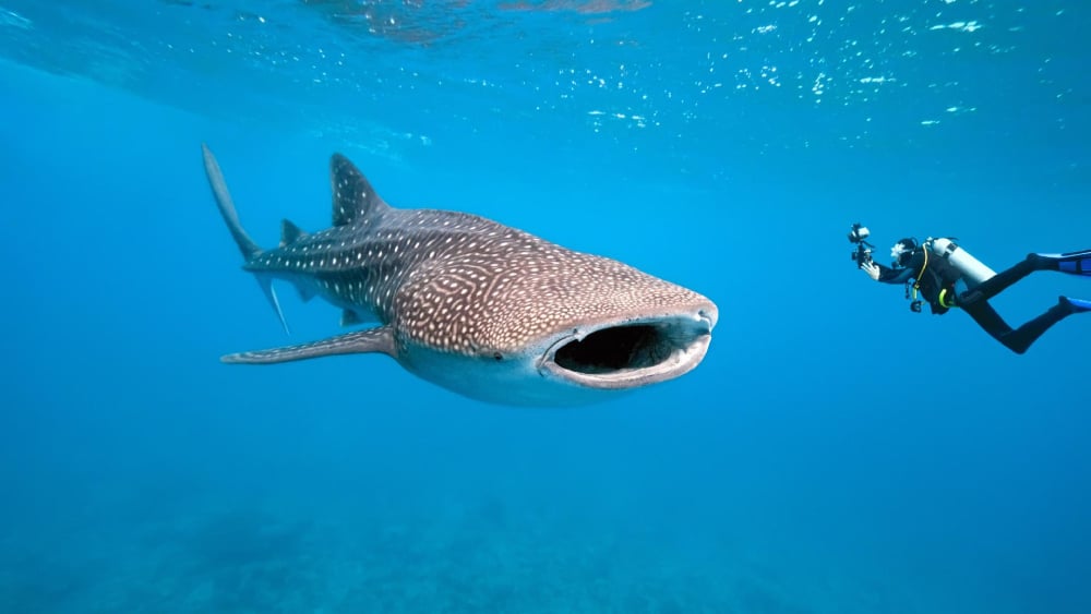 whale shark scuba diving mozambique holiday
