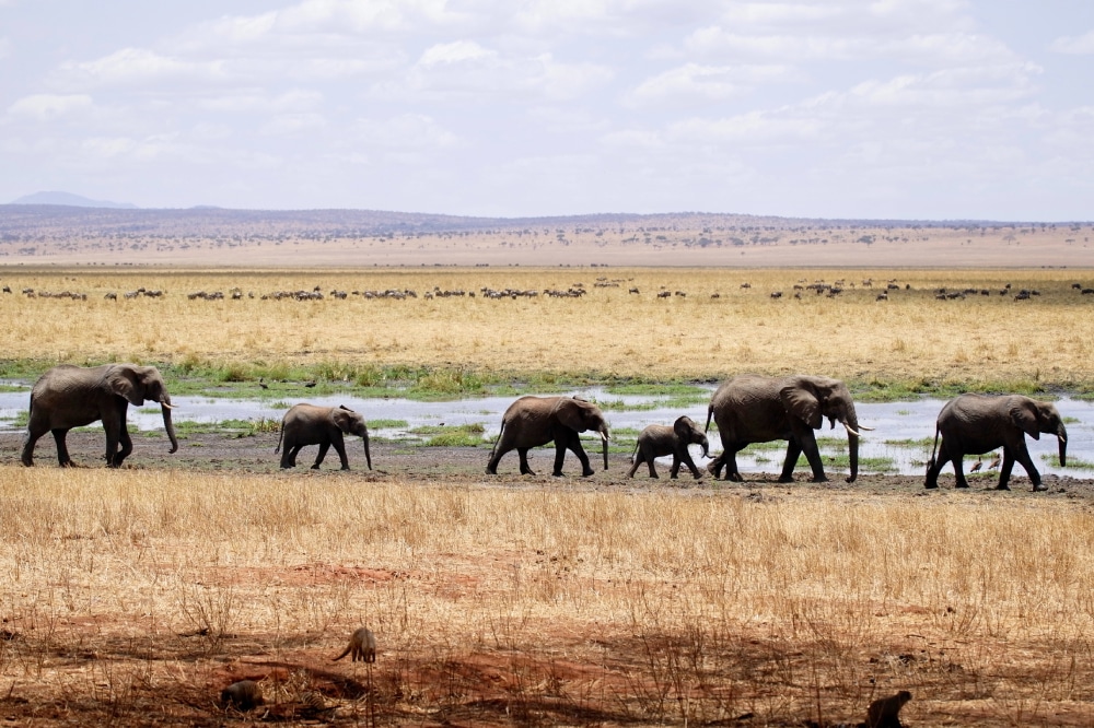 elephant group ngorongoro tanzania safari