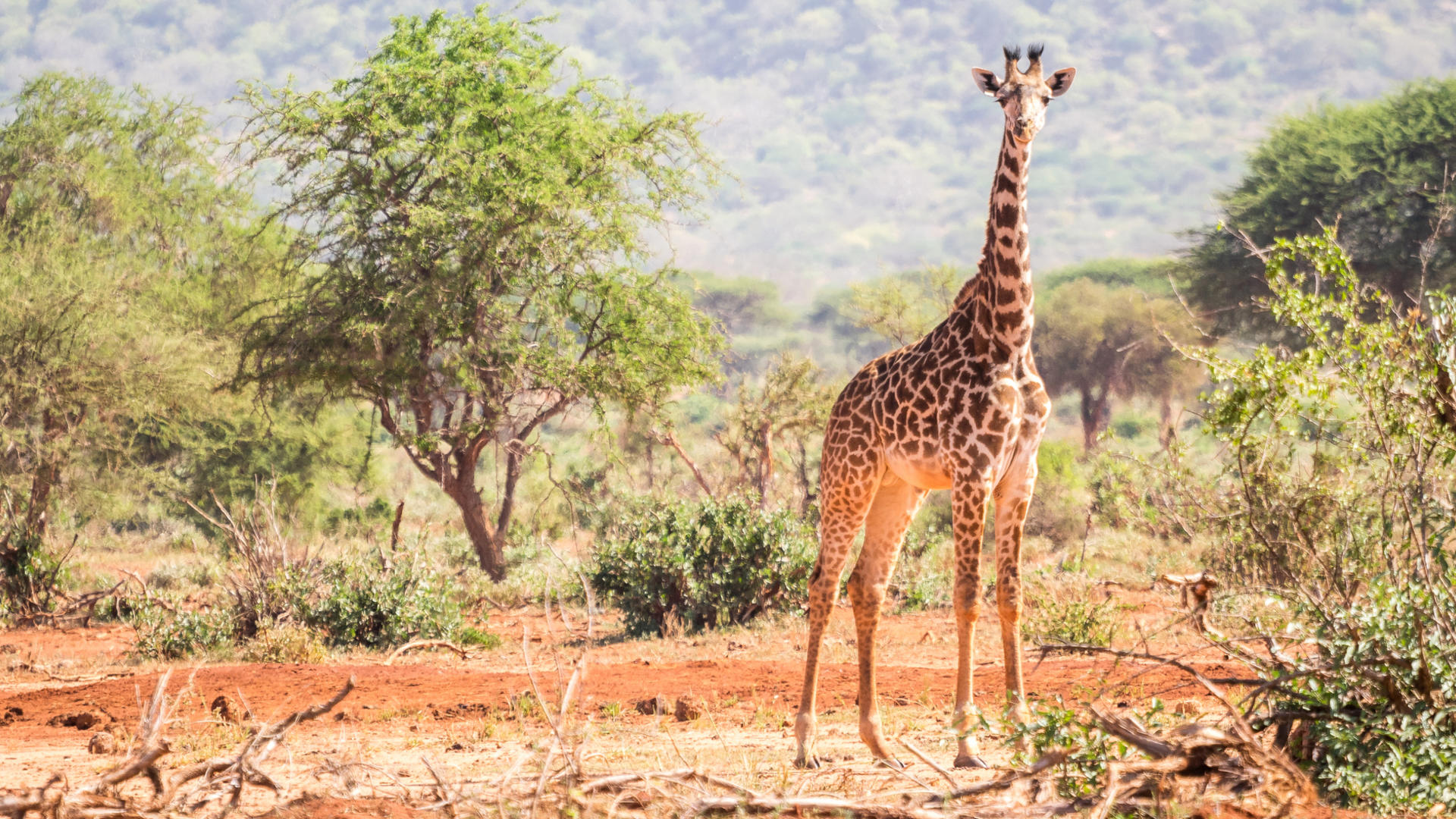 giraffe wildlife ngorongoro crater
