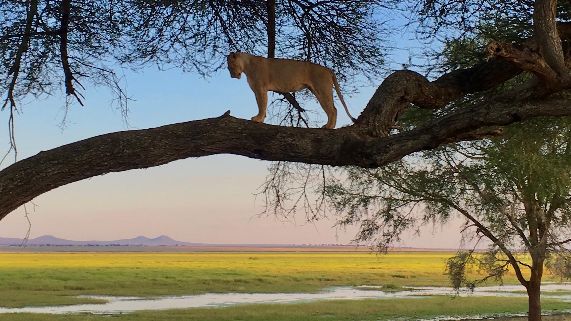 tree climbing lion tanzania safari