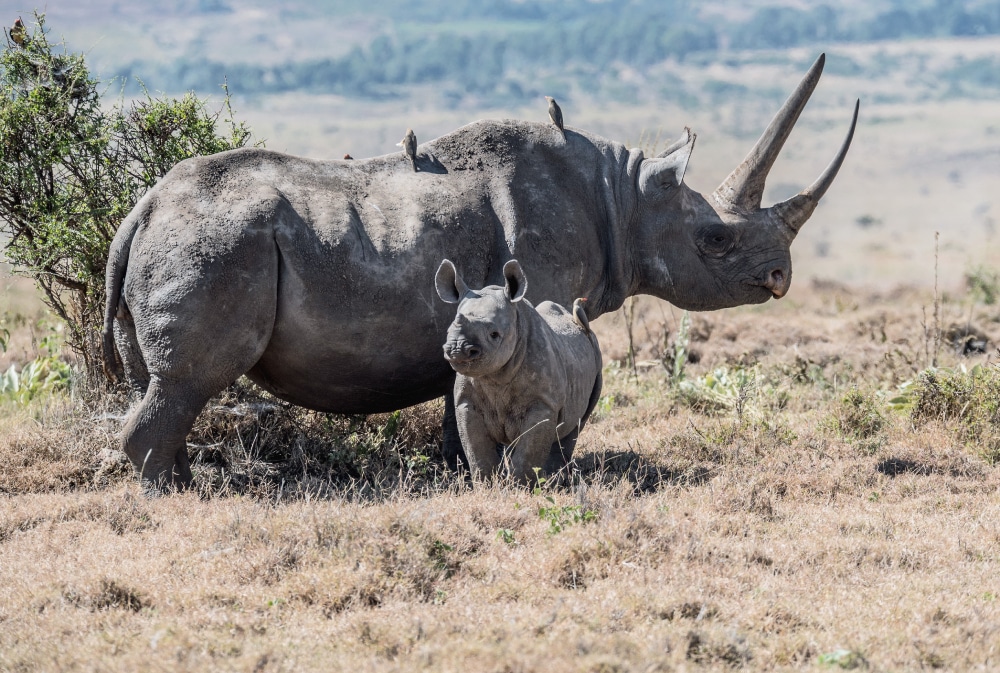 rhino and calf ngorongoro crater