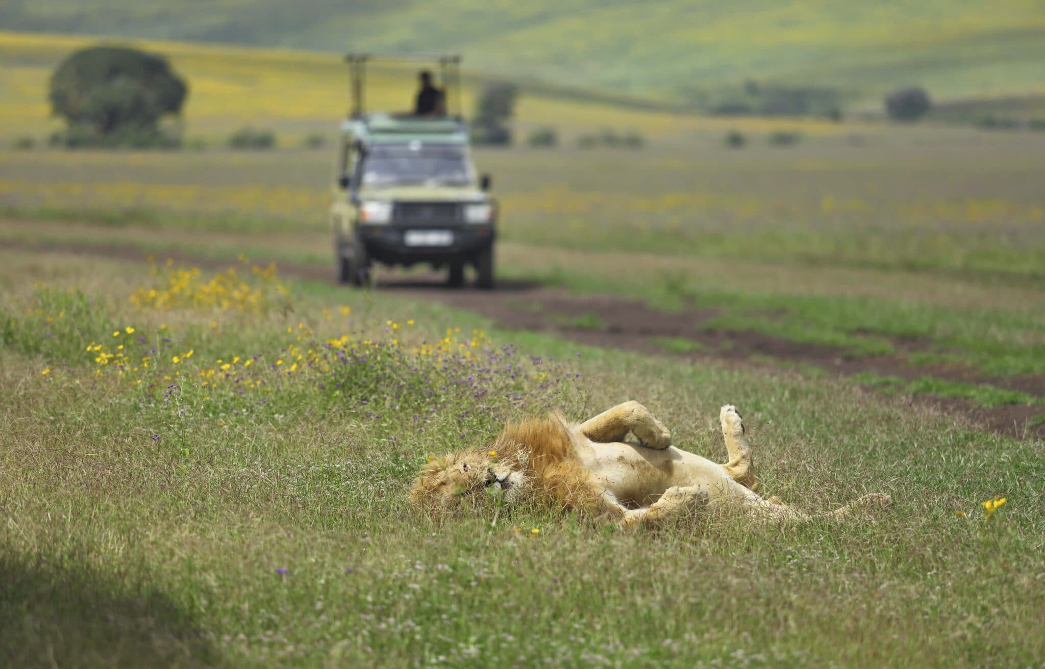 the highlands game drive lion ngorongoro tanzania safari