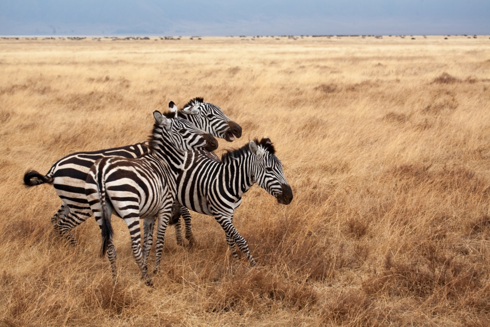 zebra wildlife ngorongoro crater