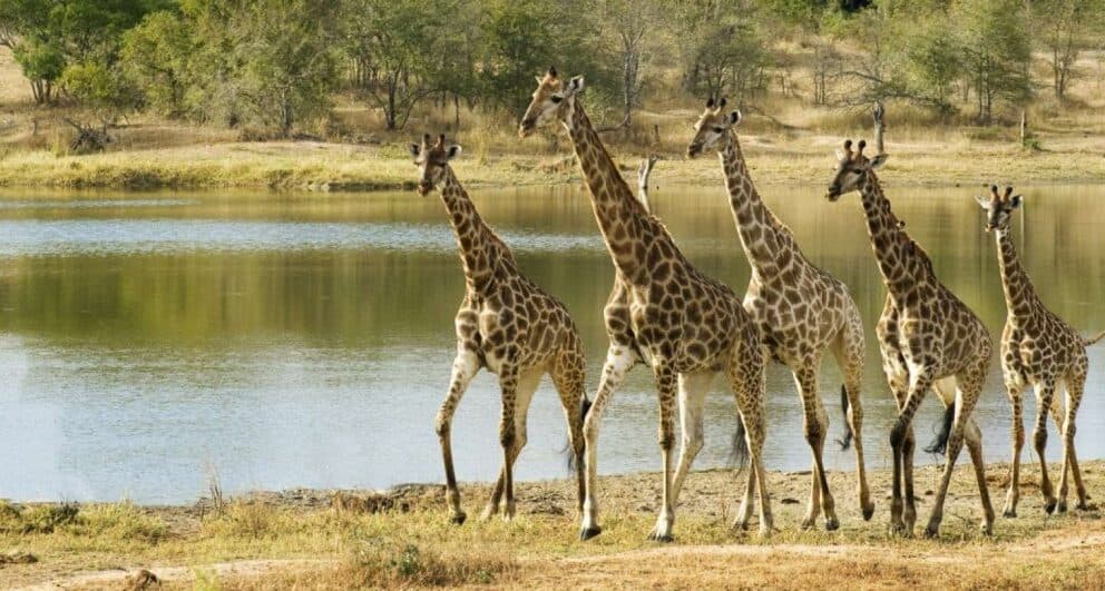 Kruger Safari: How Long Is Long Enough