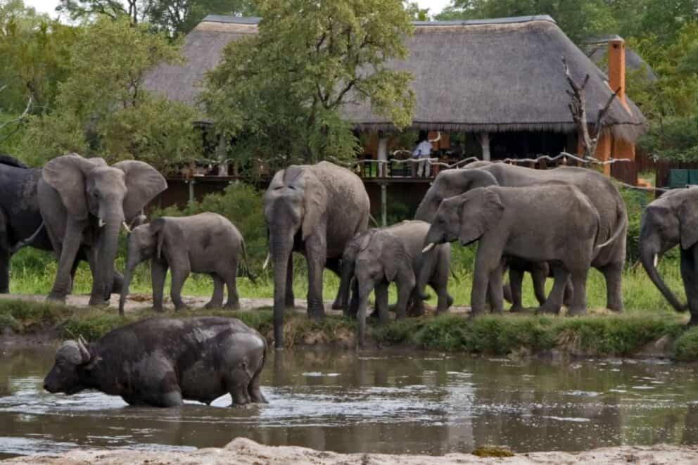 The Best Seven Day Kruger Park Safari Itinerary