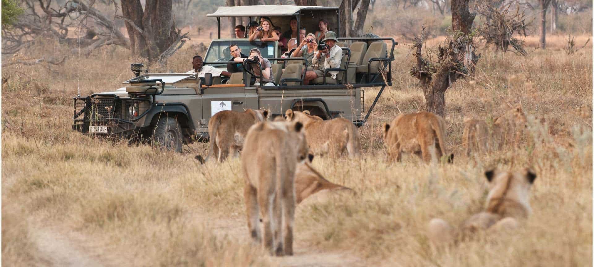 How Much Does a Botswana Safari Cost Discover Africa Safaris