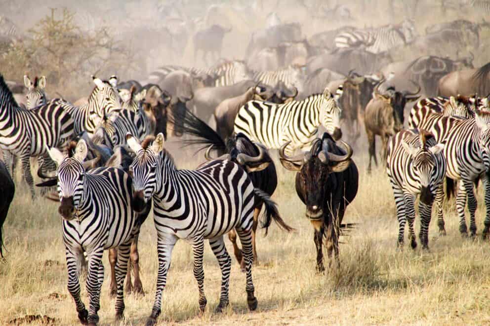 Wildebeest Migration, the great migration safari