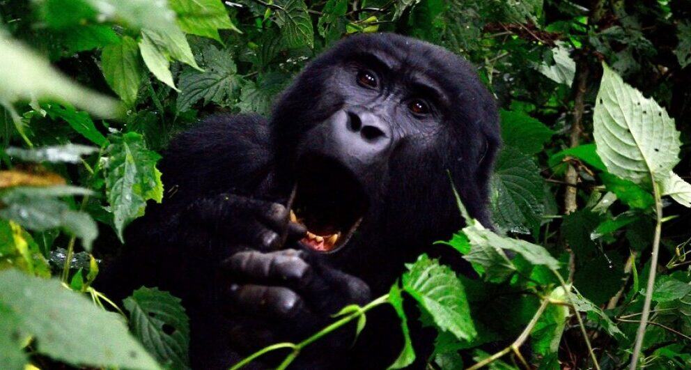 Gorilla Trekking Safari