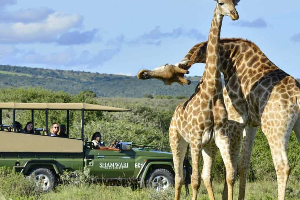 South Africa Game Drive