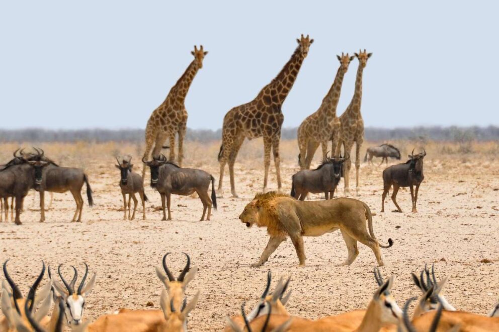 How to Pick The Company You Book Your Safari Holiday Through