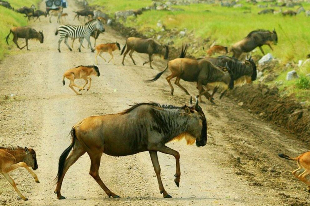 A Quick Newbie Safari Guide to Tanzania