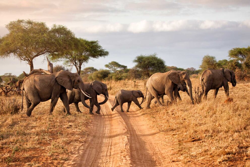 A Quick Newbie Safari Guide to Tanzania