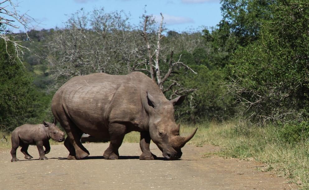 Big Five in South Africa
