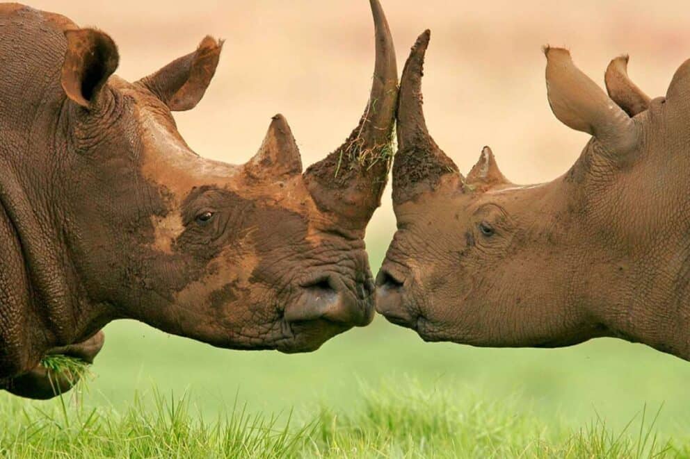 South African Rhino Sighting