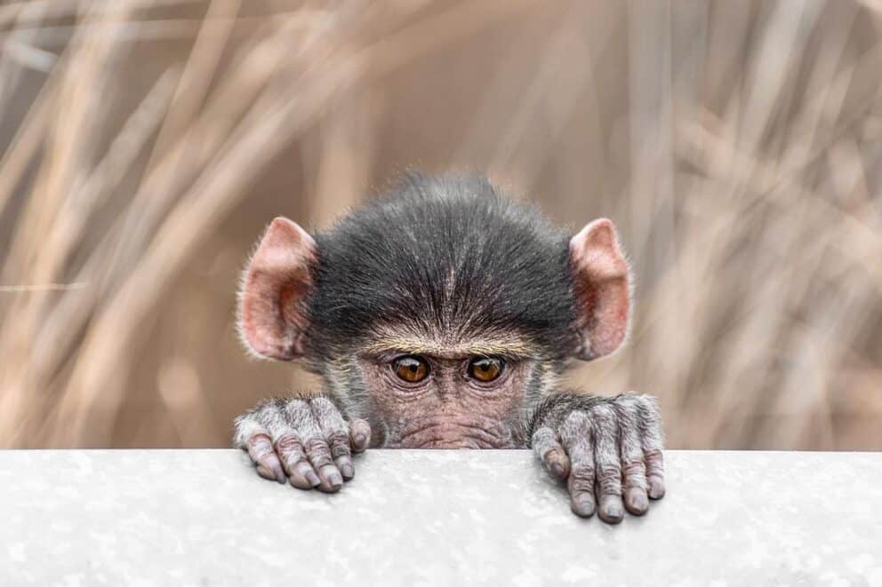 Shy Baboon | Photo Credits: Karolina Norée