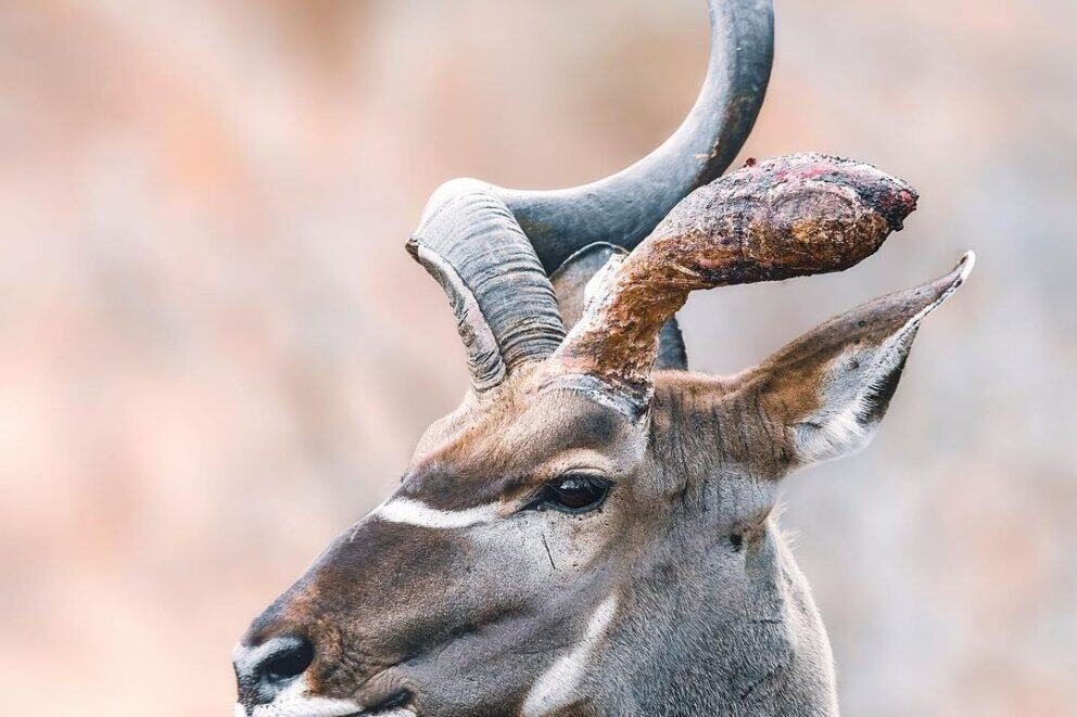 A broken King | Photo Credits : Karolina Norée