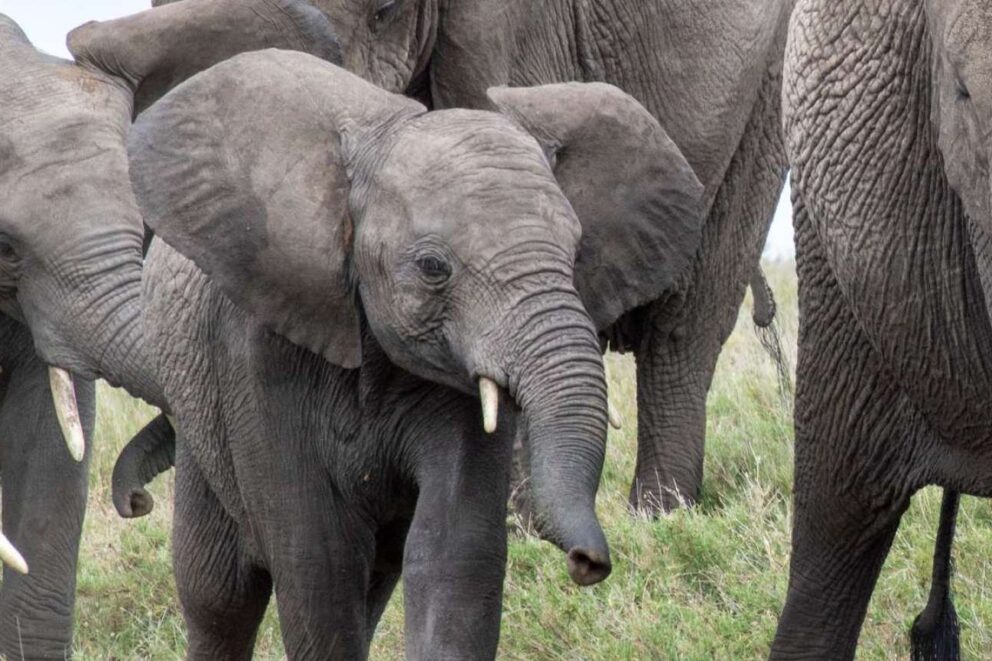 Elephant Family in South Africa