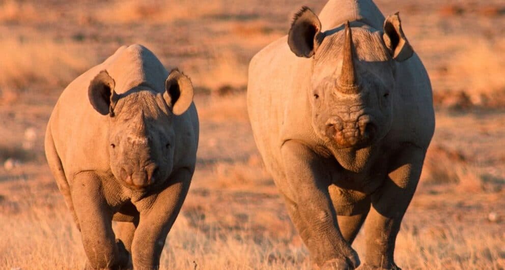 Black rhino with her calf in Etosha National Park, Namibia.