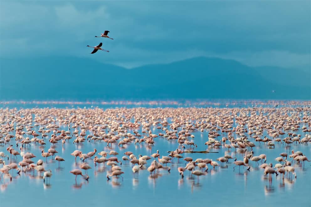 Flamingos in Lake Manyara National Park