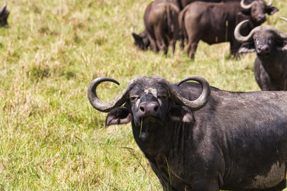Herd of buffalo in Amboseli National Park, Kenya.