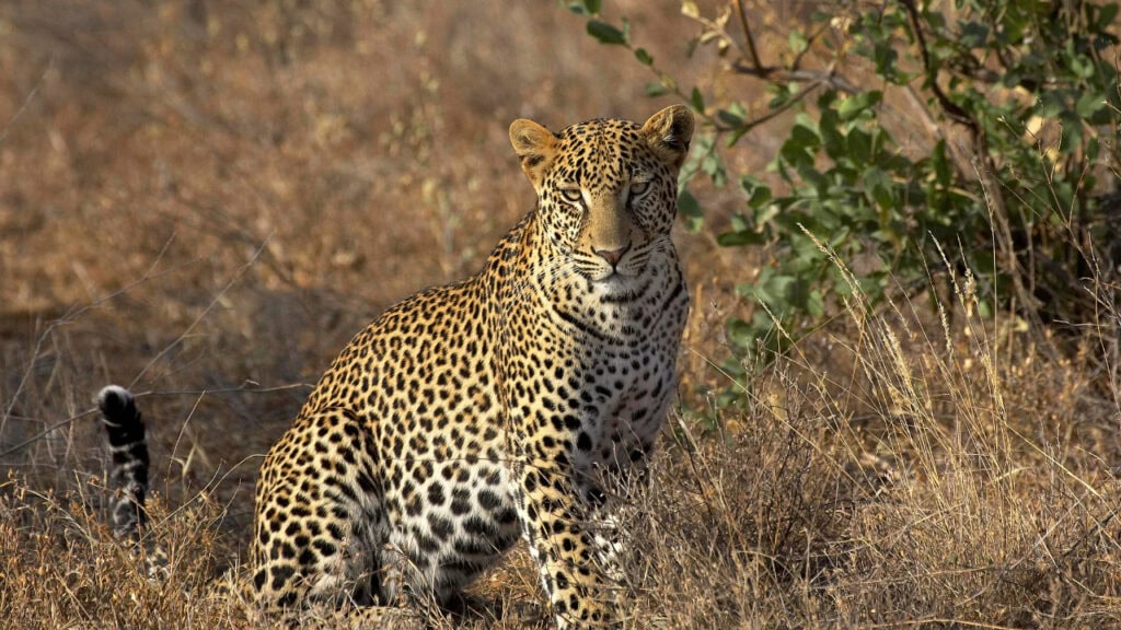 Leopard in Masai Mara, Kenya.