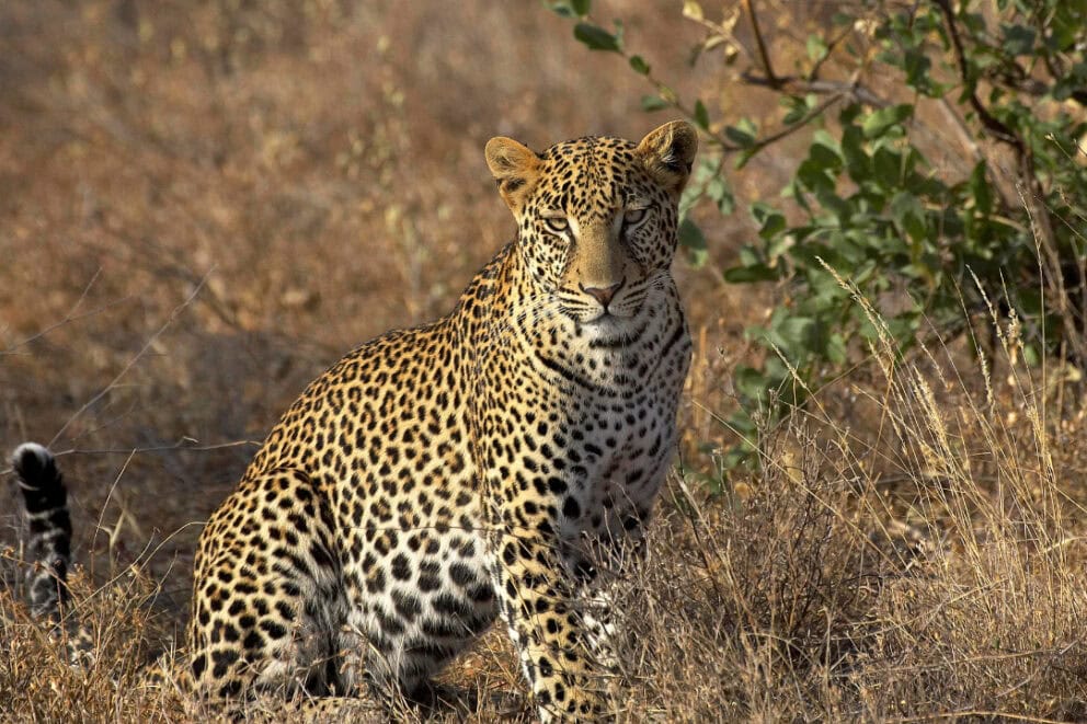 Leopard in Masai Mara, Kenya.