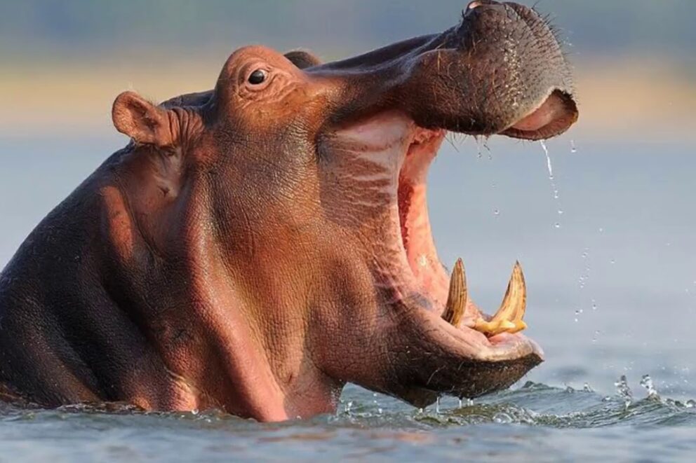 Hippo with an opened mouth.