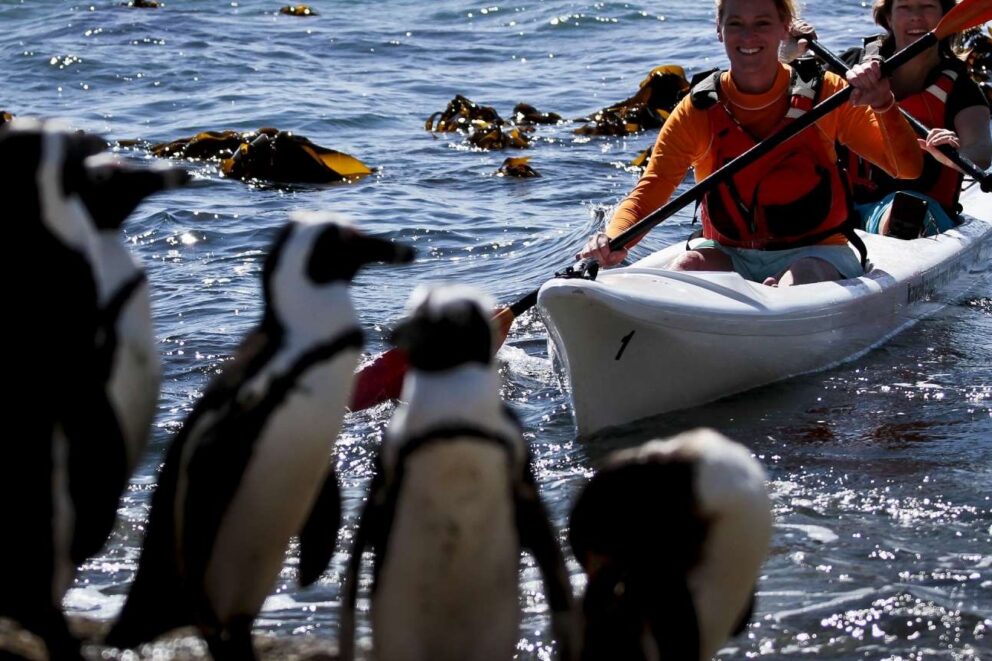 Kayaking with Penguins in South Africa