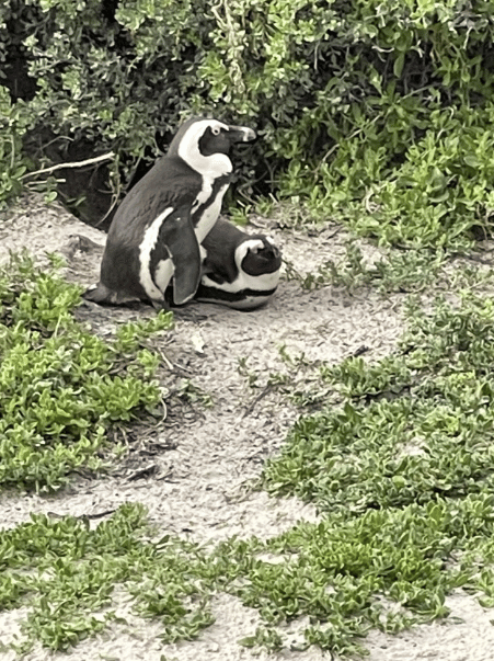 Penguin Encounter South Africa