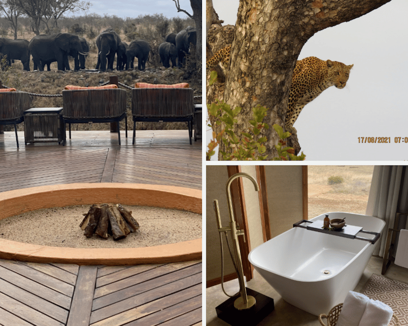 The Perfect Kruger Safari Holiday - Traveller Story