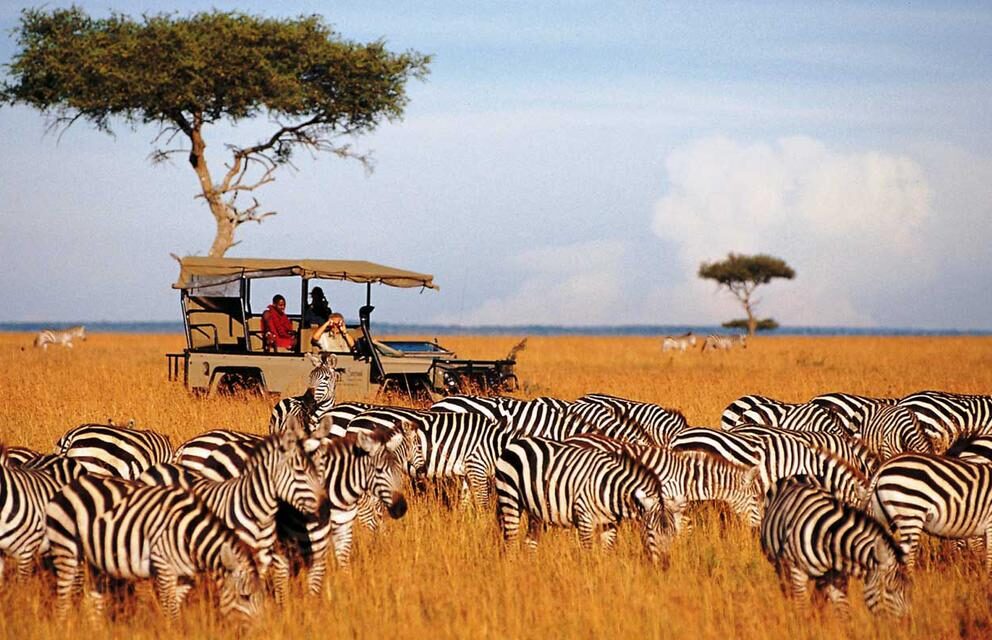 Zebras being observed by a safari vehicle, Kenya.