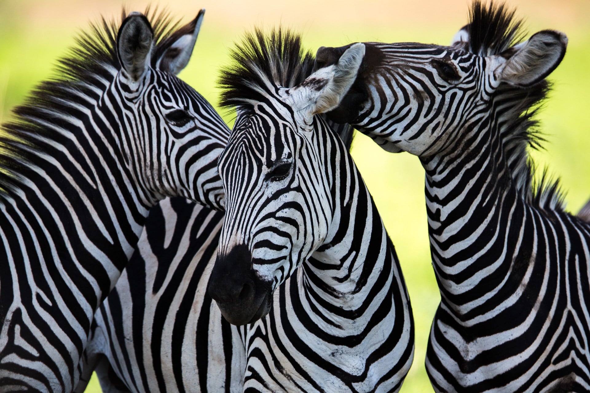 15 reasons why you should explore Mountain Zebra National Park | Discover Africa Safaris 15 reasons why you should explore Mountain Zebra National Park | Discover Africa Safaris