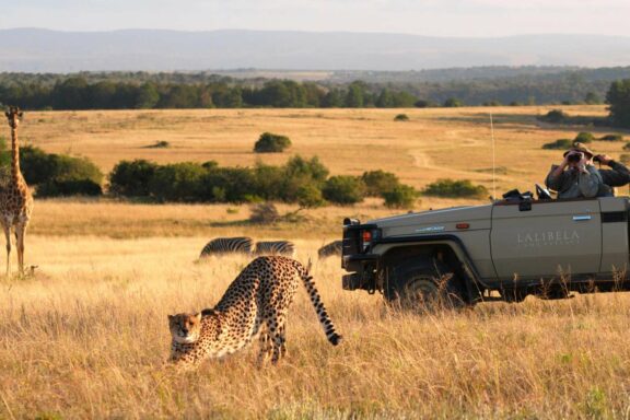 Cheetahs spotted on a safari | Photo credit: Lalibela Game Reserve