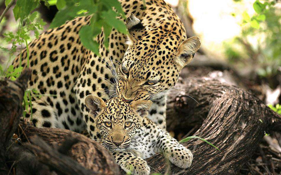 leopard safari south africa