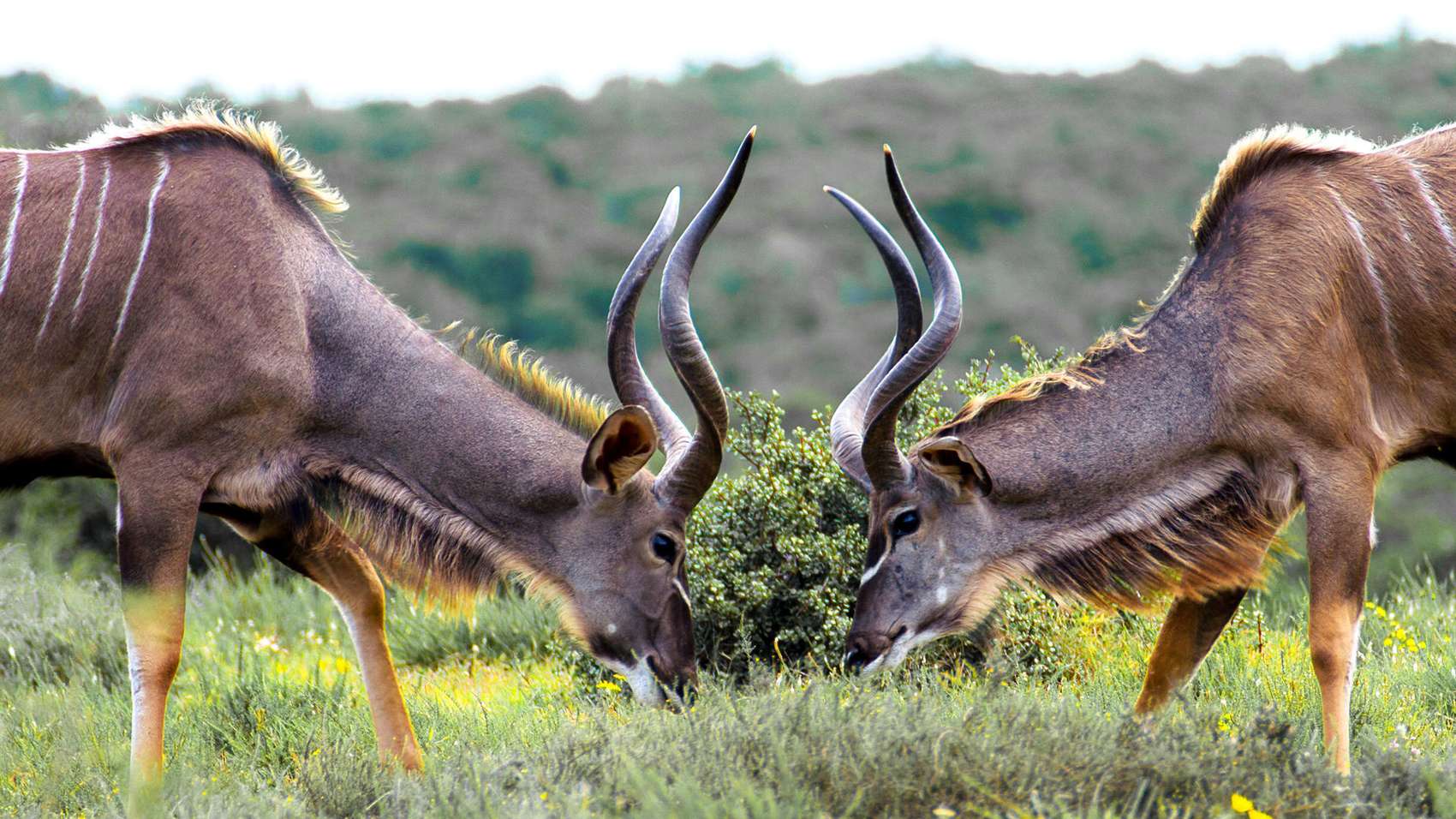 Solo Travel in the Kruger National Park – Discover Africa