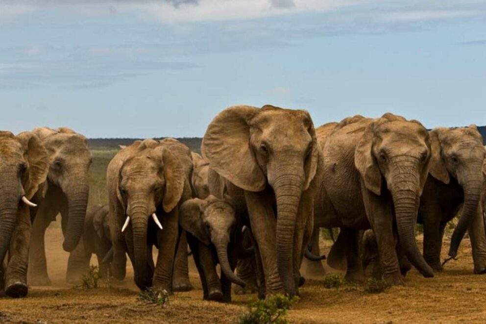Herd of elephants in Addo Elephant National Park.